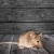 Ruskin Mice Removal by Service First Termite and Pest Prevention LLC